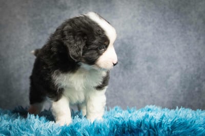 Les chiots de Berger Américain Miniature