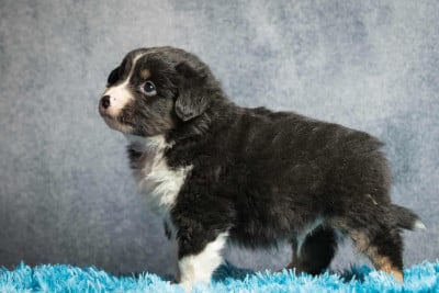 Les chiots de Berger Américain Miniature