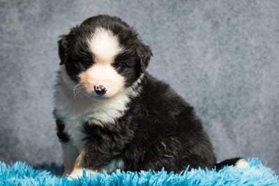 Les chiots de Berger Américain Miniature