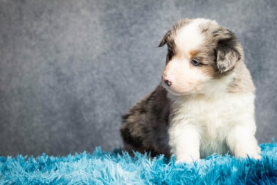 Les chiots de Berger Américain Miniature