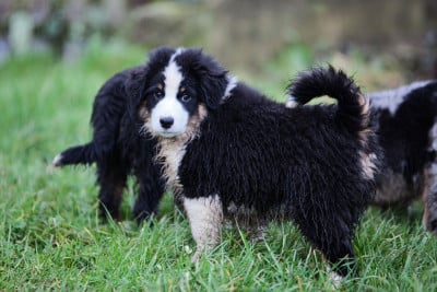 Les chiots de Berger Américain Miniature