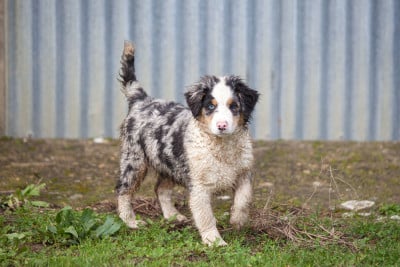 Les chiots de Berger Américain Miniature