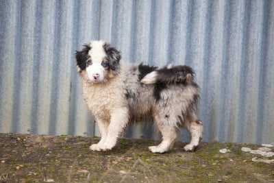 Les chiots de Berger Américain Miniature