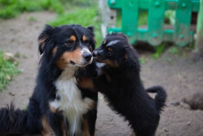 Les chiots de Berger Américain Miniature