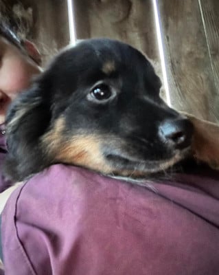 Les chiots de Berger Américain Miniature