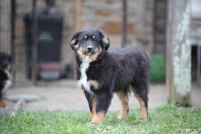 Les chiots de Berger Américain Miniature