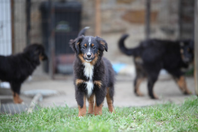 Les chiots de Berger Américain Miniature
