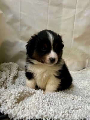 Les chiots de Berger Américain Miniature