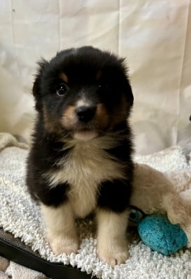 Les chiots de Berger Américain Miniature