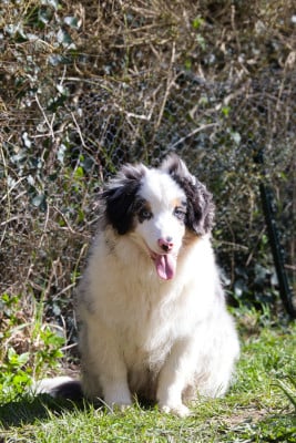Les chiots de Berger Américain Miniature 