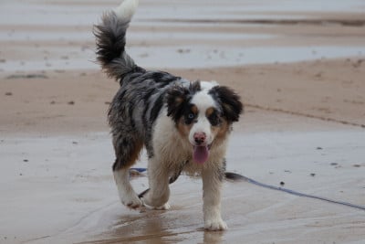 Les chiots de Berger Américain Miniature 