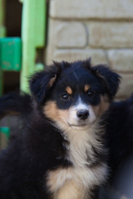 Les chiots de Berger Américain Miniature 