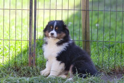 Les chiots de Berger Américain Miniature 