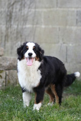 Les chiots de Berger Américain Miniature 