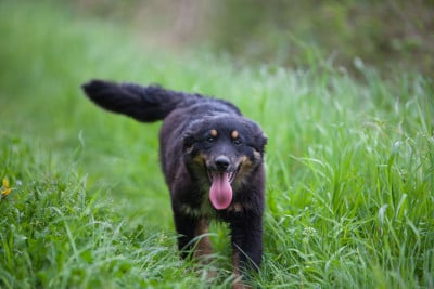 Les chiots de Berger Américain Miniature 