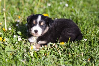 Les chiots de Berger Américain Miniature 