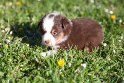 Les chiots de Berger Américain Miniature 