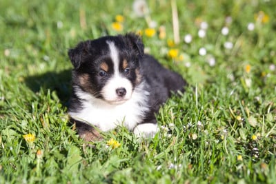 Les chiots de Berger Américain Miniature 