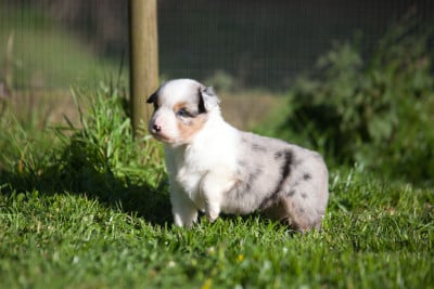 Les chiots de Berger Américain Miniature 