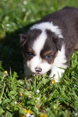 Les chiots de Berger Américain Miniature 