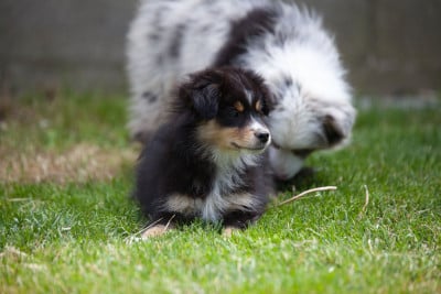 Les chiots de Berger Américain Miniature