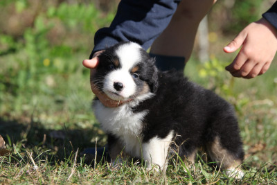 Les chiots de Berger Américain Miniature 