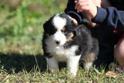 Les chiots de Berger Américain Miniature 