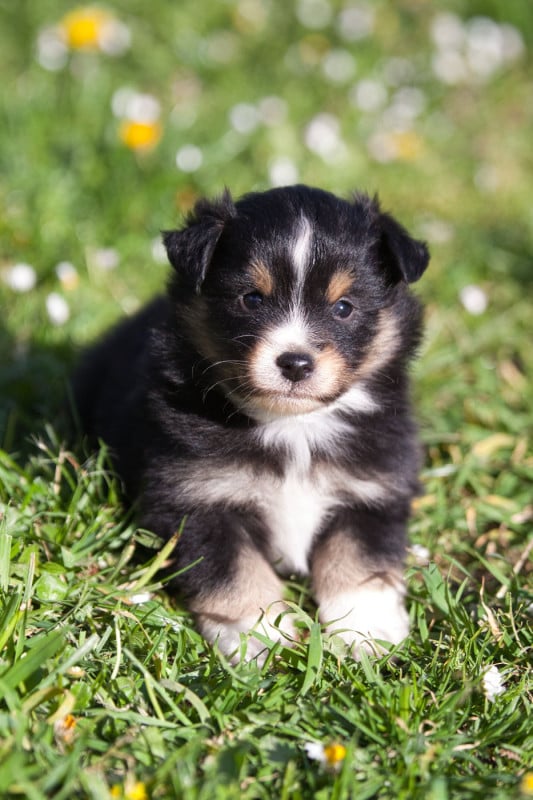 Berger Américain Miniature  - des Landettes de Hautteville