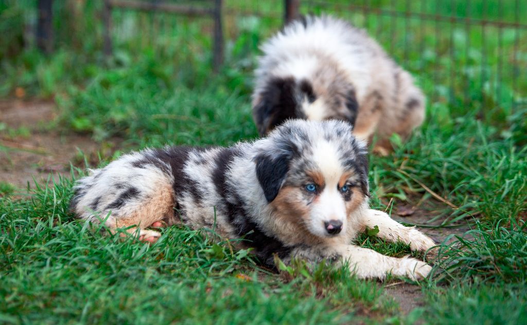 Chiot Berger Am ricain Miniature CHIOT MALE BLEU MERLE Des Landettes chiot-berger-am-ricain-miniature-chiot-male-bleu-merle-des-landettes
