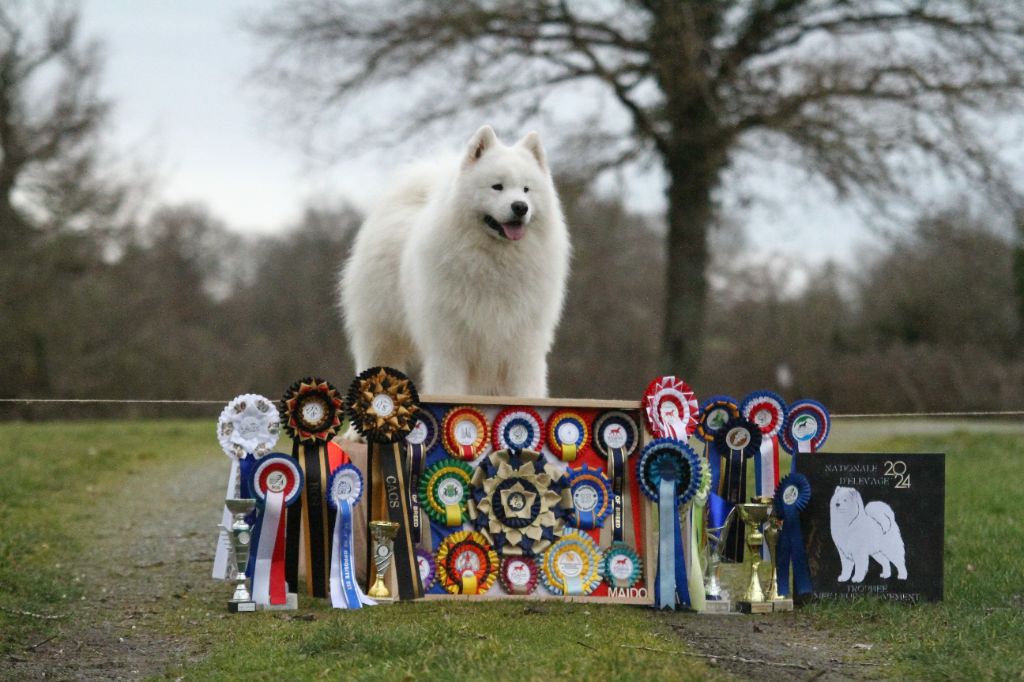 CH. Piano jon dori grinol