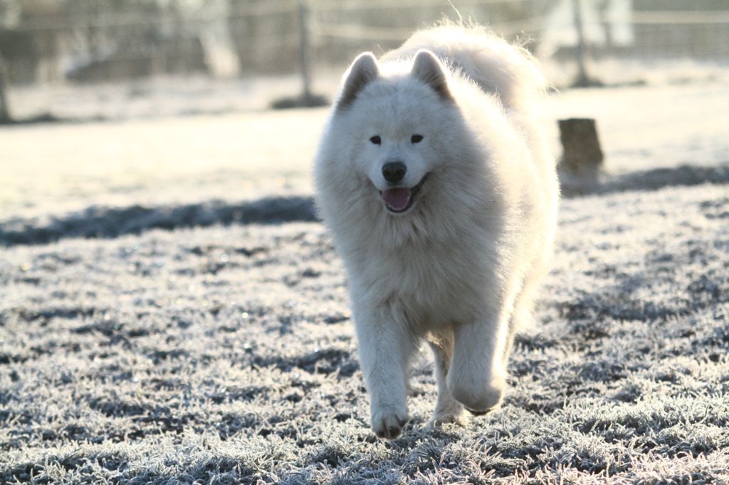 CH. Piano jon dori grinol