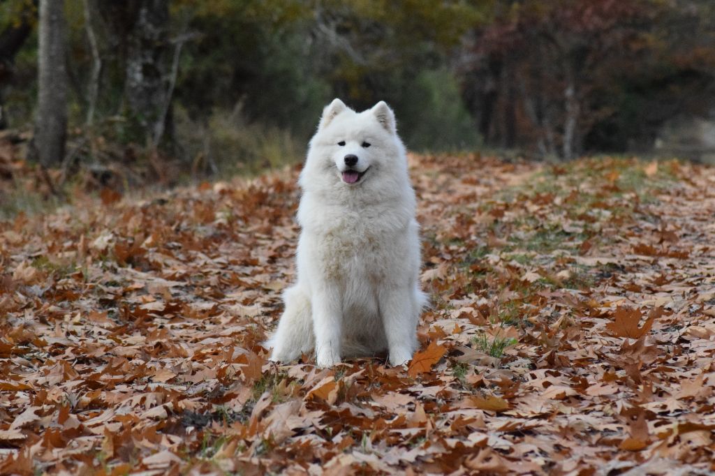 Publication : du val danton