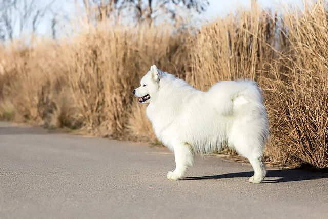 CH. Piano jon dori grinol