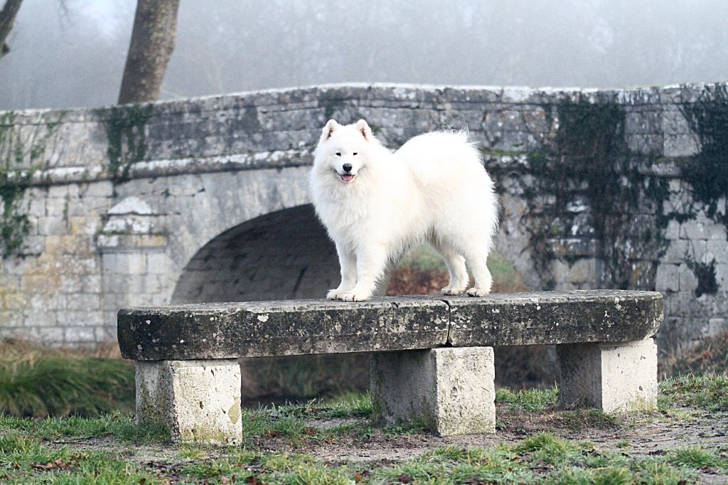 CH. Piano jon dori grinol