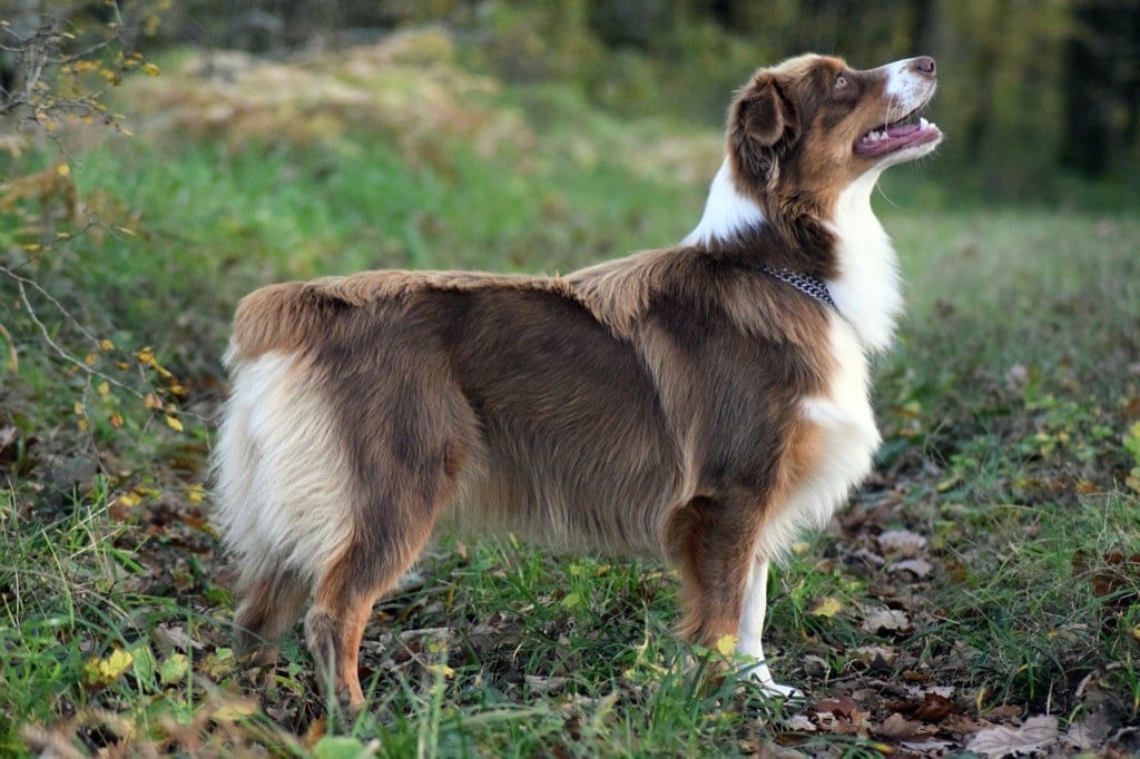 Publication : du val danton