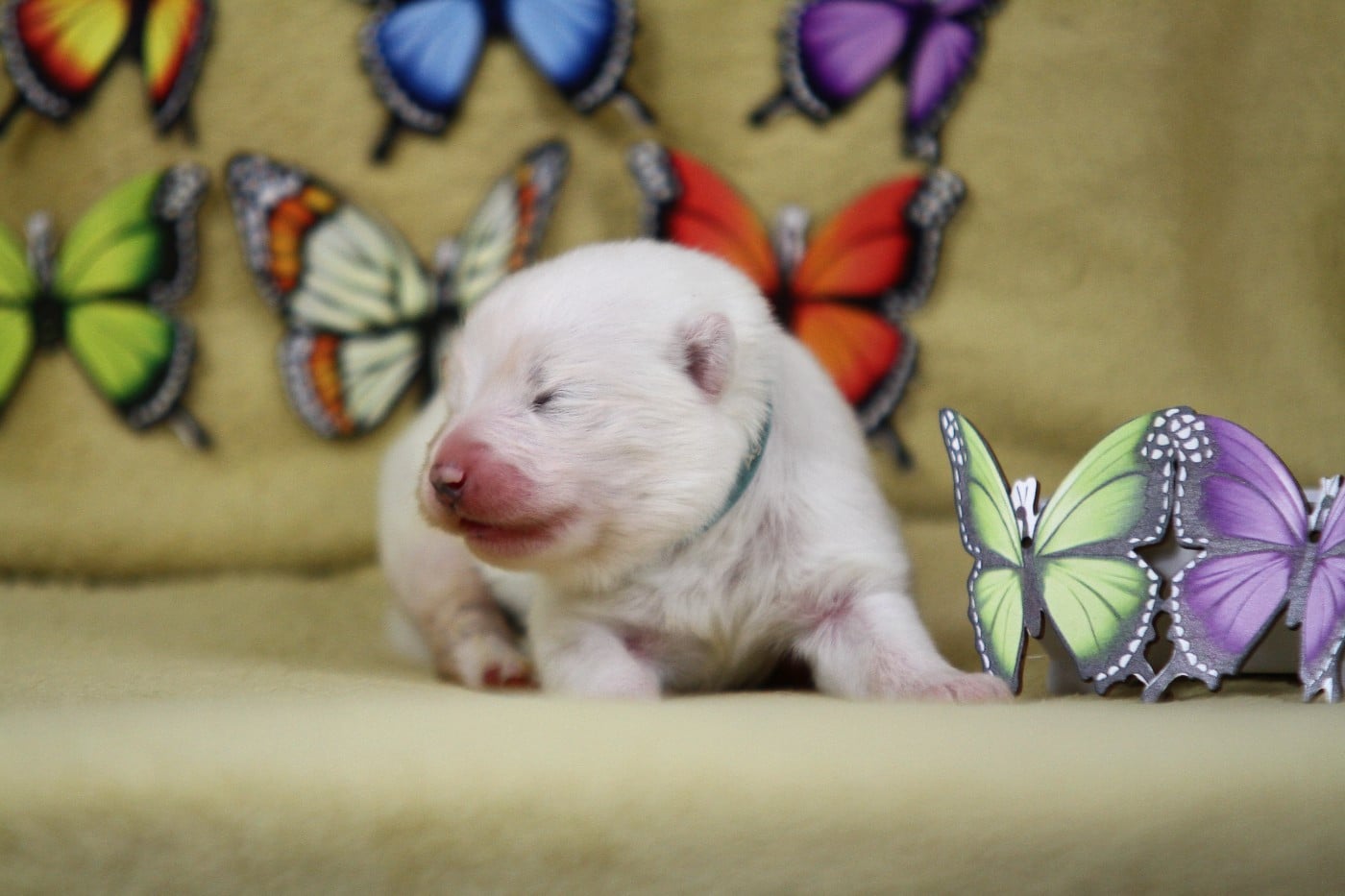 Butterfly Euphydrias