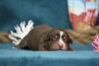 Les chiots de Berger Australien