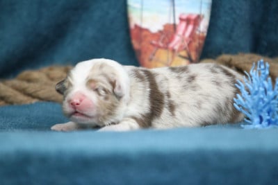 Les chiots de Berger Australien