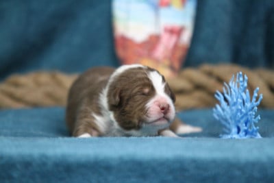 Les chiots de Berger Australien