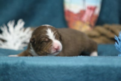 Les chiots de Berger Australien