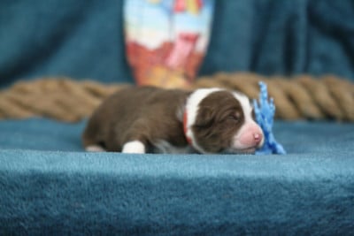 Les chiots de Berger Australien