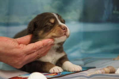 Les chiots de Berger Australien