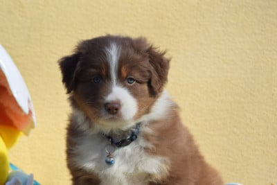 Les chiots de Berger Australien