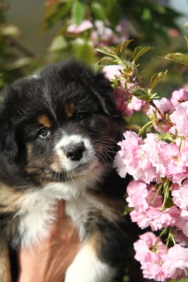 Les chiots de Berger Australien