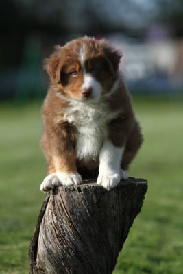 Les chiots de Berger Australien