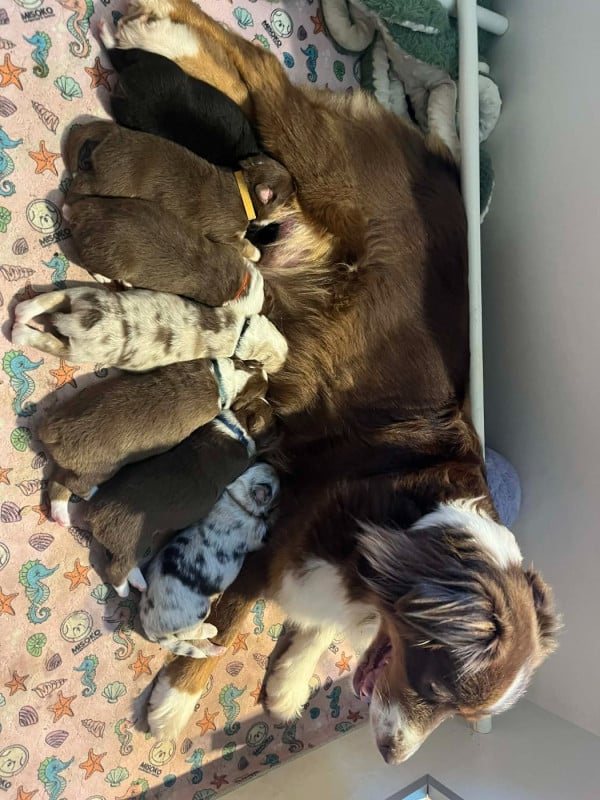 Berger Australien - du val danton