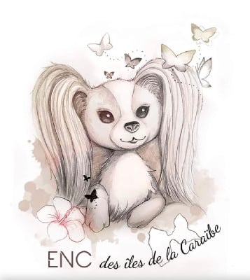 Des Iles De La Caraïbe