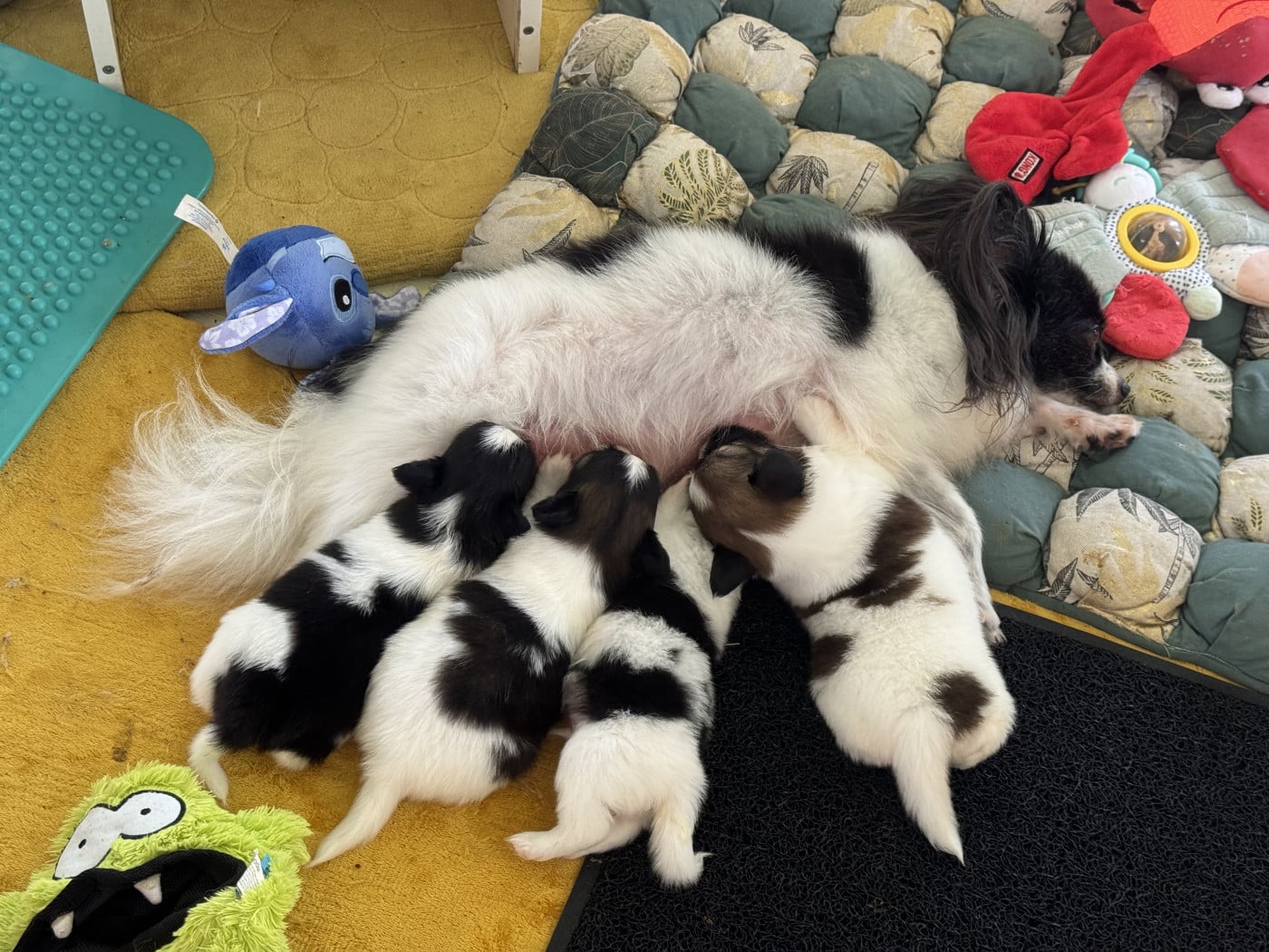 Chiot Epagneul nain Continental (Papillon)