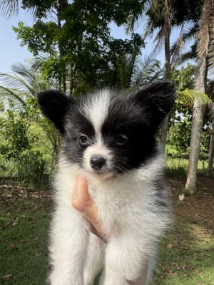 Les chiots de Epagneul nain Continental (Papillon)