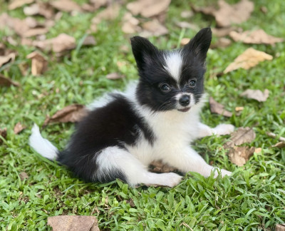 Les chiots de Epagneul nain Continental (Papillon)